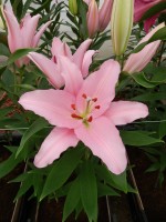 [5340 Lancaster VH No01.JPG]